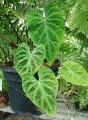 Kapalı bitkiler Philodendron Liana tropik sarmaşık, Philodendron  liana yeşil