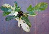 Szobanövények Filodendron Liana kúszónövény, Philodendron  liana tarkabarka