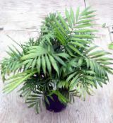 Vnútorné Rastliny Filodendron Liana, Philodendron  liana zelená