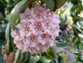 Topfpflanzen Wachs-Anlage sukkulenten, Hoya rosa