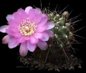 Pokojowe Rośliny Sulcorebutia pustynny kaktus biały