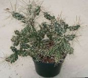 Plantas de salón Tephrocactus cacto desierto blanco