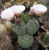 Krukväxter Tephrocactus ödslig kaktus vit