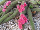 Szobanövények Haageocereus sivatagi kaktusz rózsaszín
