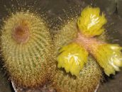 Toataimed Eriocactus kõrbes kaktus kollane
