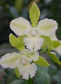 Kambarines gėles Lycaste žolinis augalas baltas