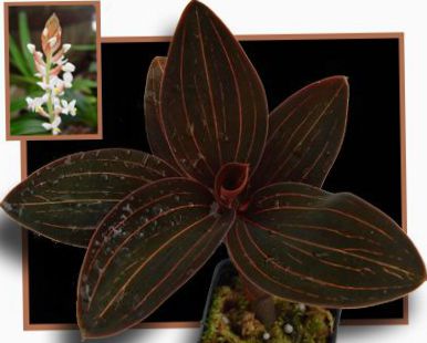 130-505-jewel-orchid-bg.jpg