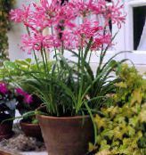 Pokojové květiny Guernsey Lilie bylinné, Nerine růžový