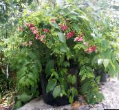 Pot Blomster Rangoon Creeper liana, Quisqualis rød