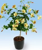 ポットの花 黄金のトランペット低木 つる植物, Allamanda 黄
