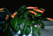 Topfblumen Gesneria grasig orange