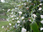 Комнатные цветы Гибазис травянистые, Gibasis белый