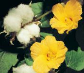des fleurs en pot Gossypium, Cotonnier des arbustes jaune