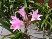 Saksı çiçekleri Crinum otsu bir bitkidir pembe