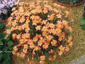Saksı çiçekleri Oxalis otsu bir bitkidir turuncu