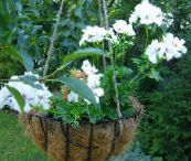Pot Virágok Muskátli lágyszárú növény, Pelargonium fehér