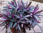 Pot Flowers Rhoeo Tradescantia herbaceous plant purple